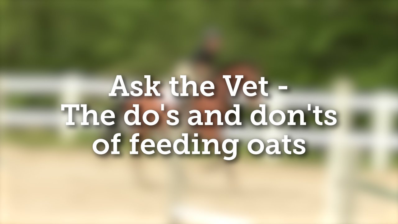 Ask the Vet - The do's and don'ts of feeding oats