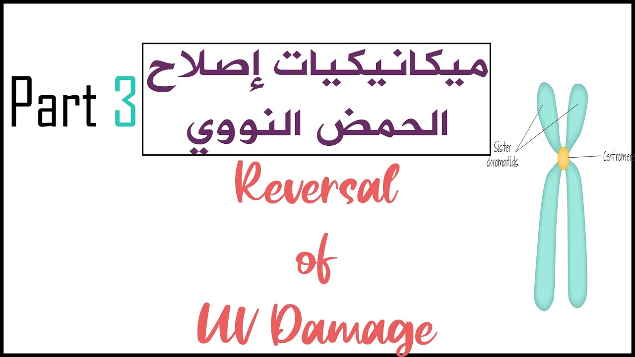 ميكانيكيات إصلاح الحمض النووي (DNA Damage & Repair ) |  Reversal of UV Damage