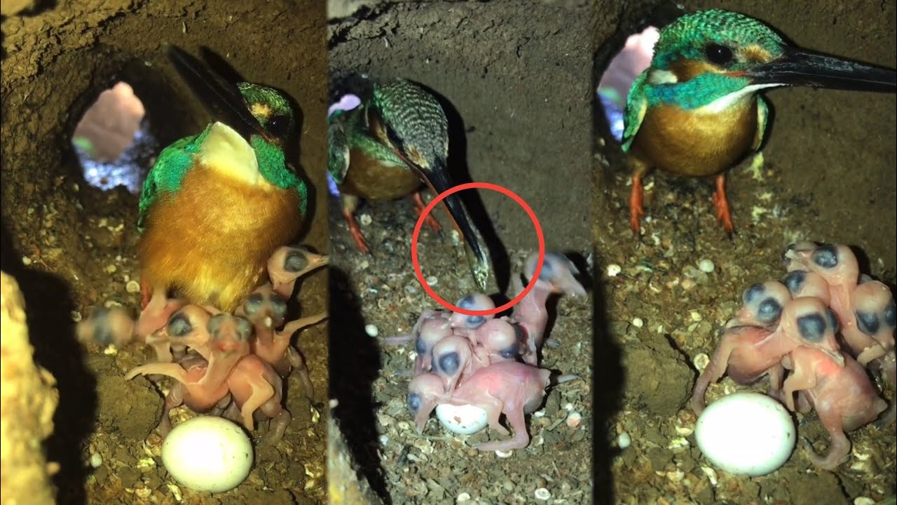 Kingfishers Birds - Mother takes care of 6 babies in a clean bird nest | Ep 01 [ Review Bird Nest ]