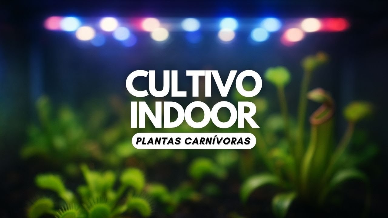 C&oacute;mo Montar un CULTIVO INDOOR CASERO para Propagar PLANTAS CARN&Iacute;VORAS 💰👈🏼