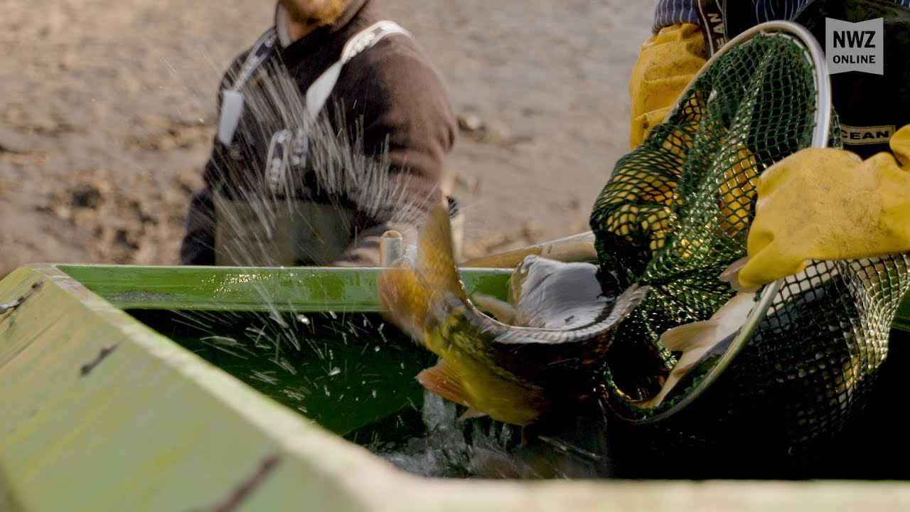 Abfischen der Ahlhorner Fischteiche