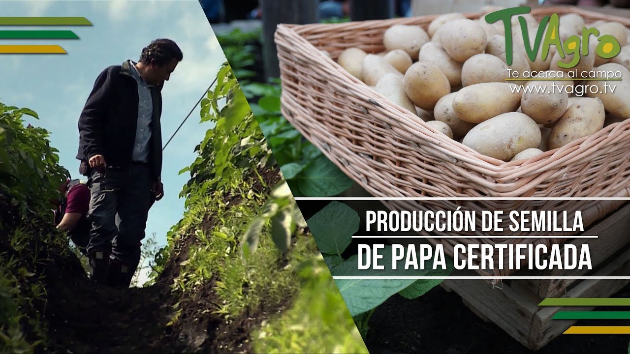 Producción de Semilla de Papa Certificada - TvAgro por Juan Gonzalo Angel