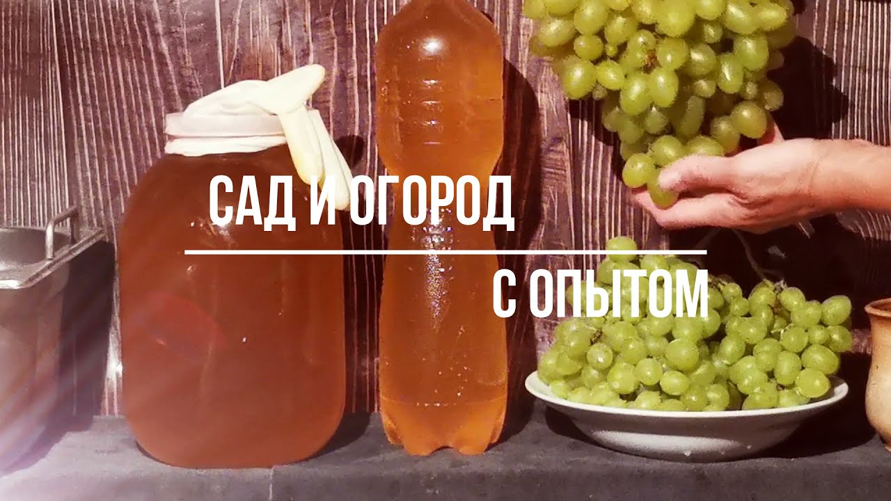 ДОМАШНЕЕ ВИНО ИЗ ВИНОГРАДА для новичков