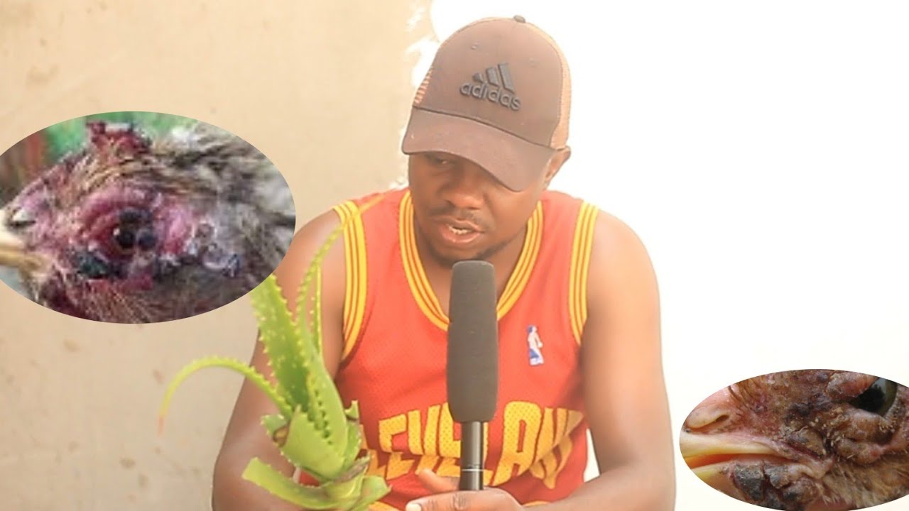 kutana  na mfugaji maharufu /kutibu magonjwa ya ndui na mdondo kwa kutumia shubiri mwitu