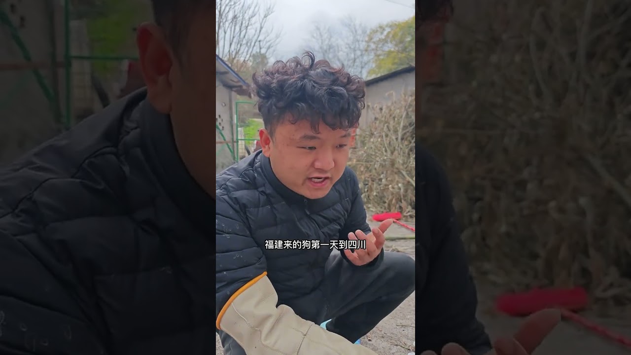 到了一条很敏感又强势的狗！ 柴犬饭饭   柴犬 狗咬人 志明与狗 养狗经验分享