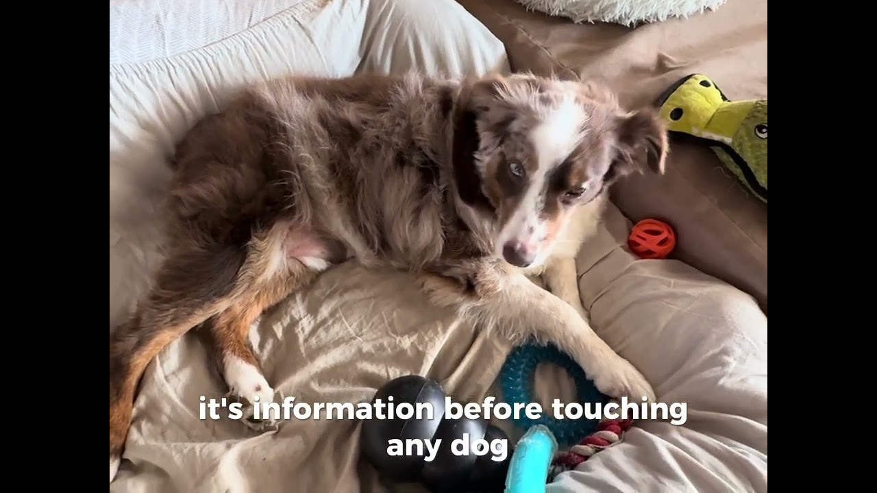 Think Belly Rubs Are Always Safe? Body Language Dog Behavior Specialist Deb Nabb The Mutt Master 