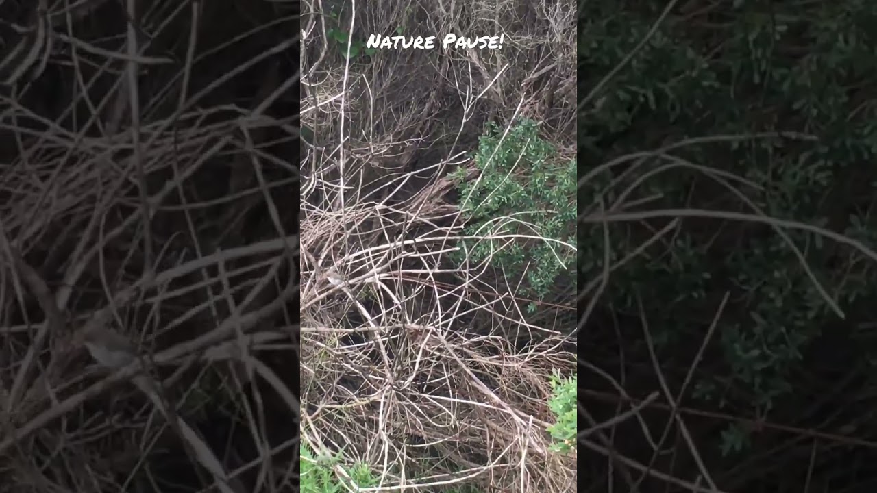 Nature Pause!🌏Can you see the beautiful blue & brown wrens?😳They are so quick!😬#shorts ❤️