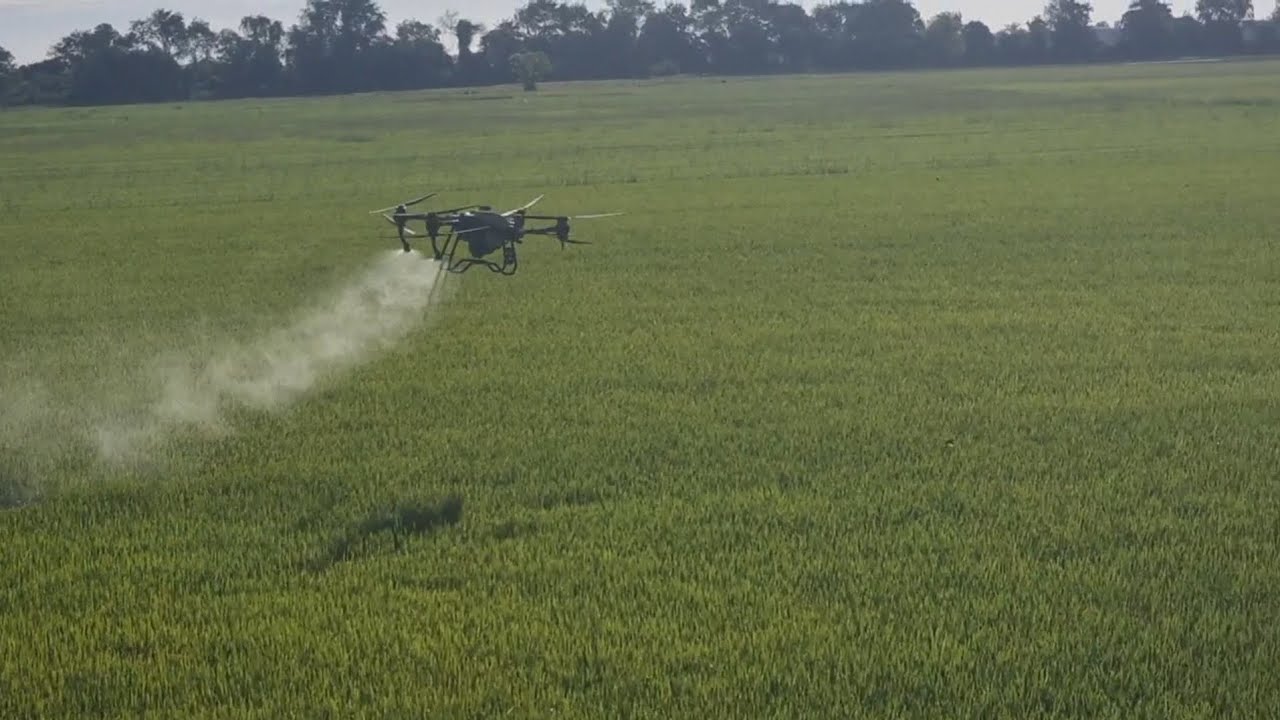 drone Agriculture DJI T40 / Spraying pesticides on rice crops #agriculturedrone #dji  #t40 #t100
