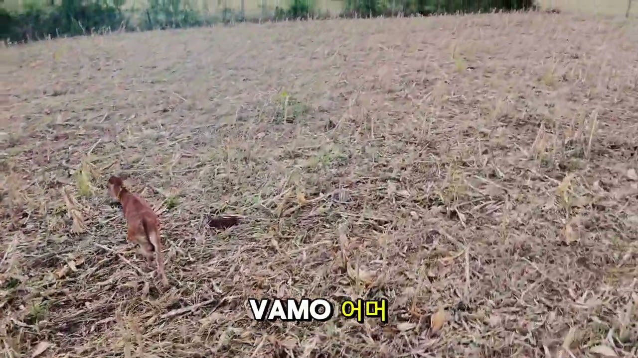 Drone pastoreiro? Tocando as vacas de drone 😅