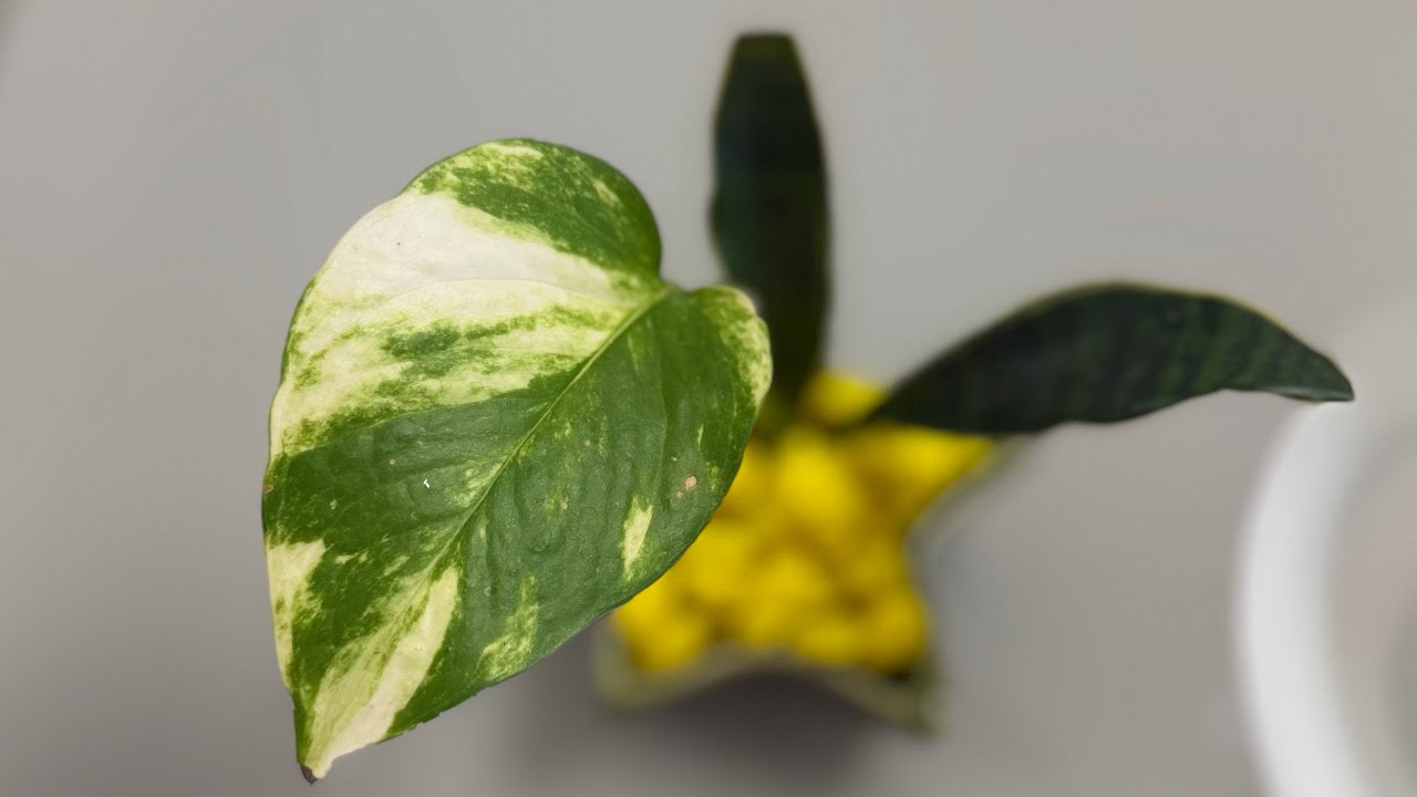 Plantas na água: arranjos simples com adubação correta🌿
