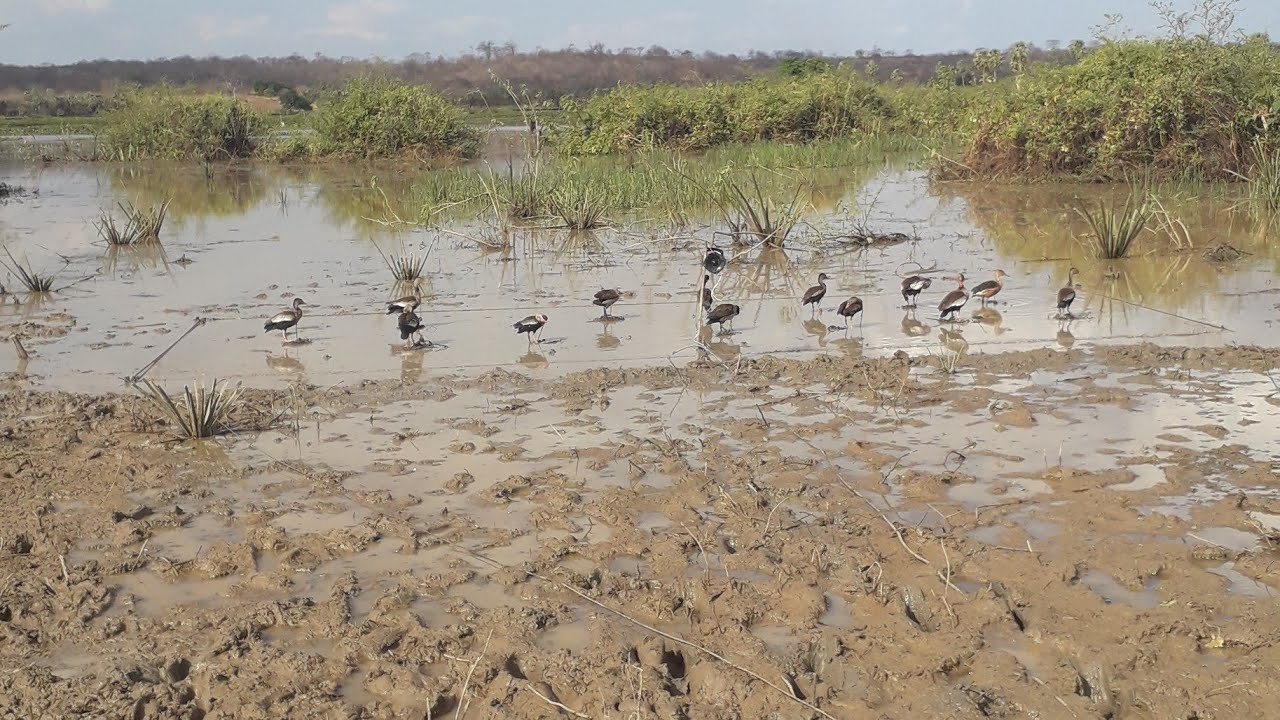 Veja este vídeo #caçada
