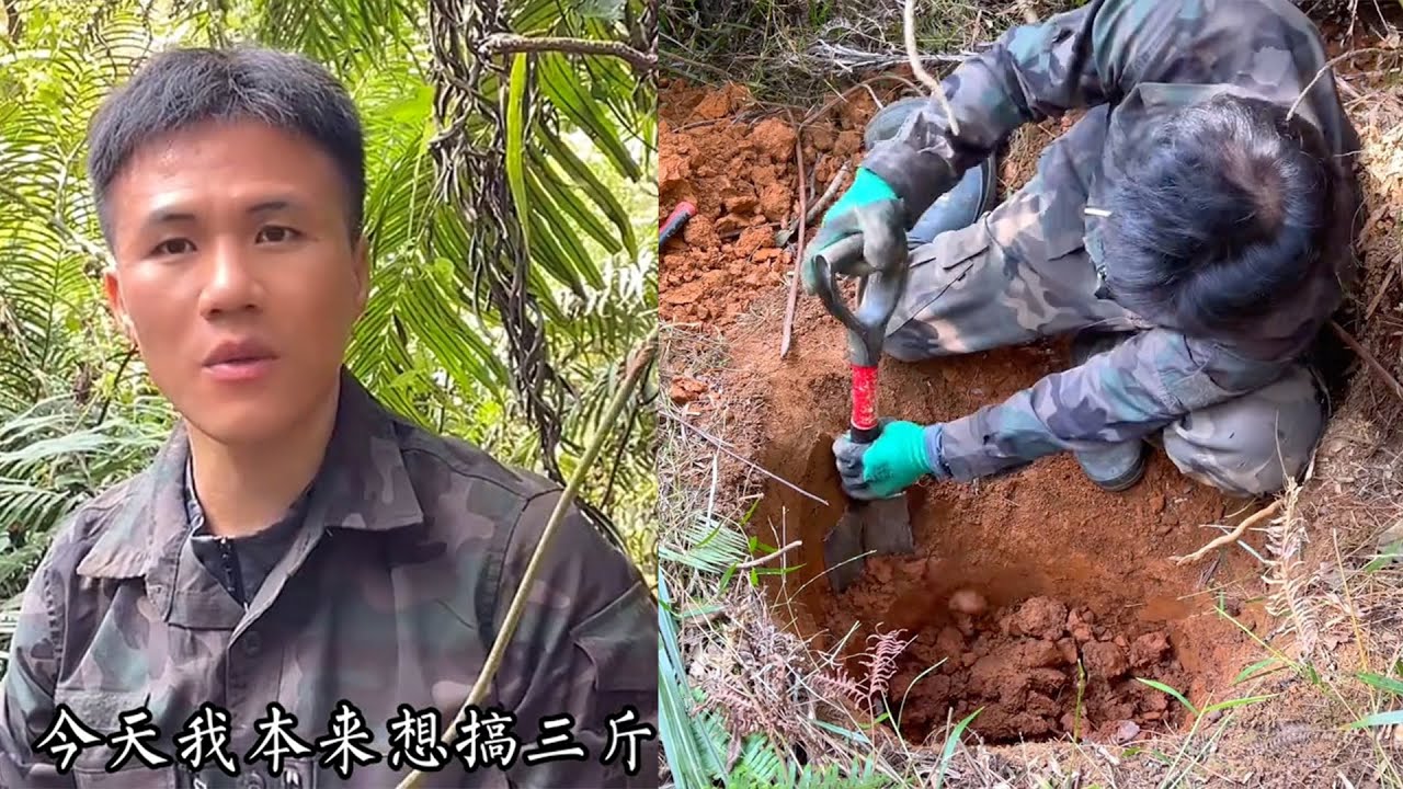 上次来不及挖的土茯苓被网友看中了，今天来挖一下看能出多少斤？