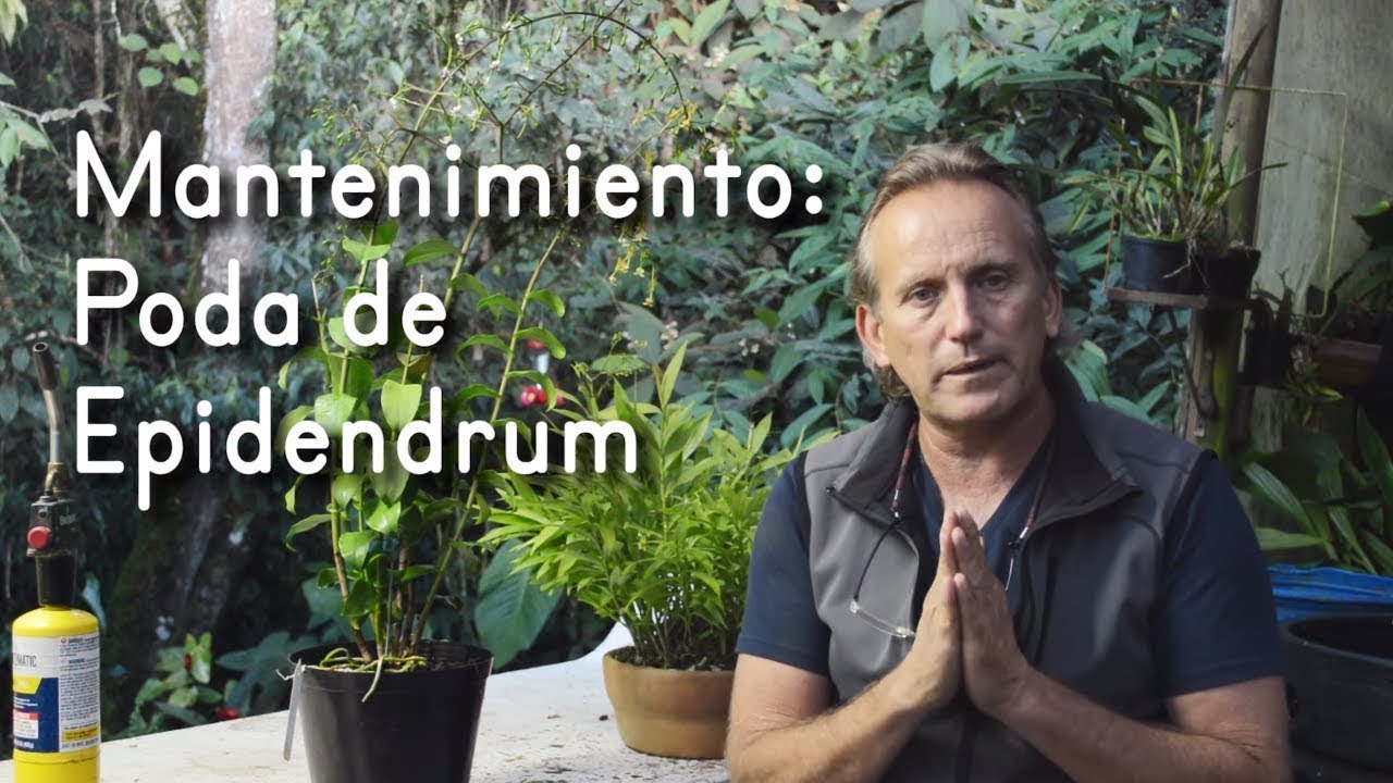 Mantenimiento de Orquídeas Epidendrum | Mejores floraciones