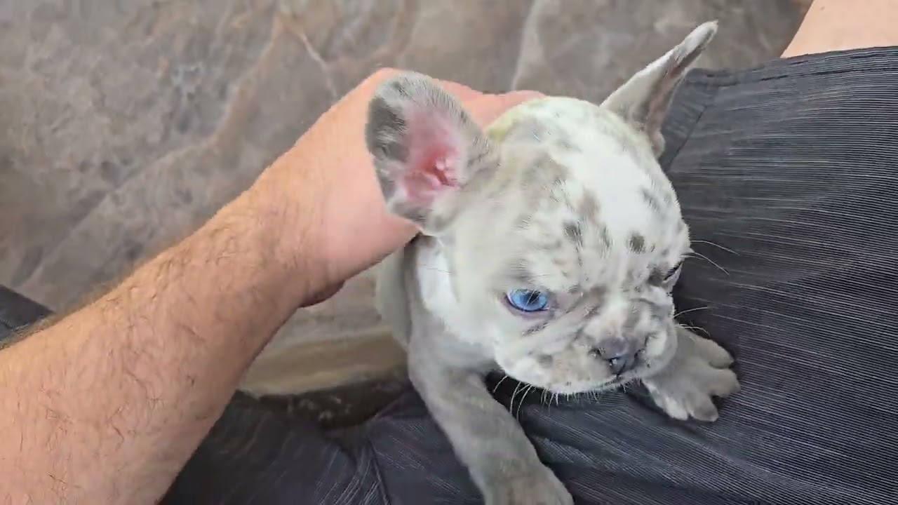 6 week old French Bulldog puppies.