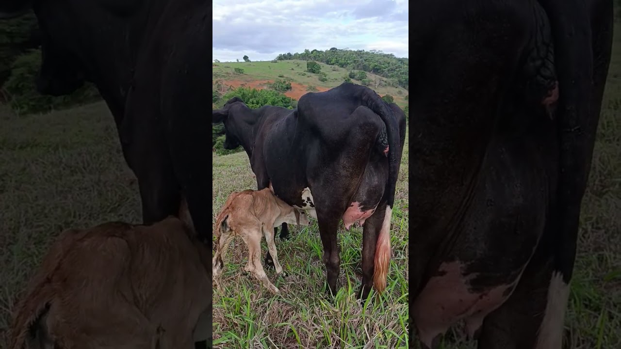 #reflex&atilde;o #fazenda #pecuariadeleite #farm #gado #leiteira #leite #agro #leiteiras #vacas #vaca
