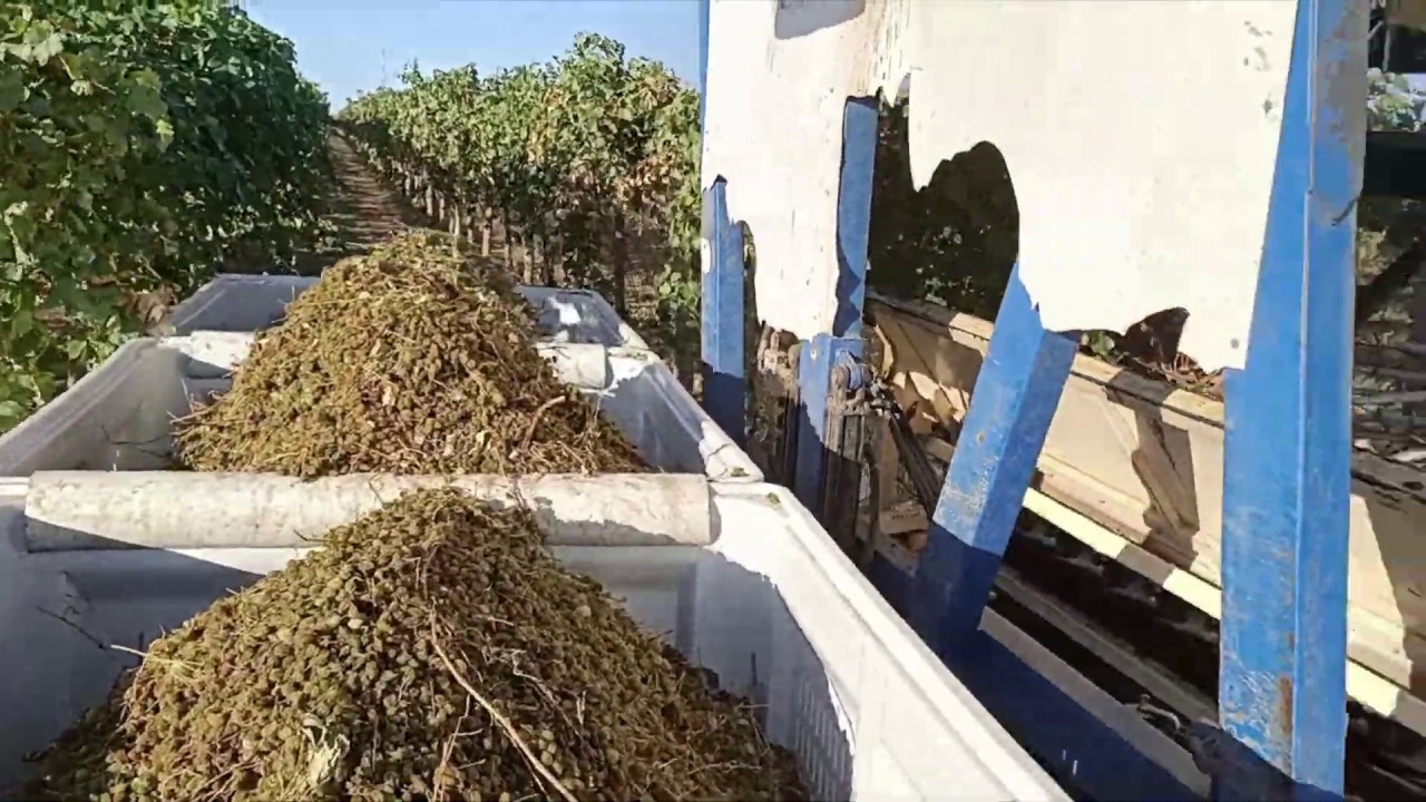 Harvesting minimally pruned dried grape vines