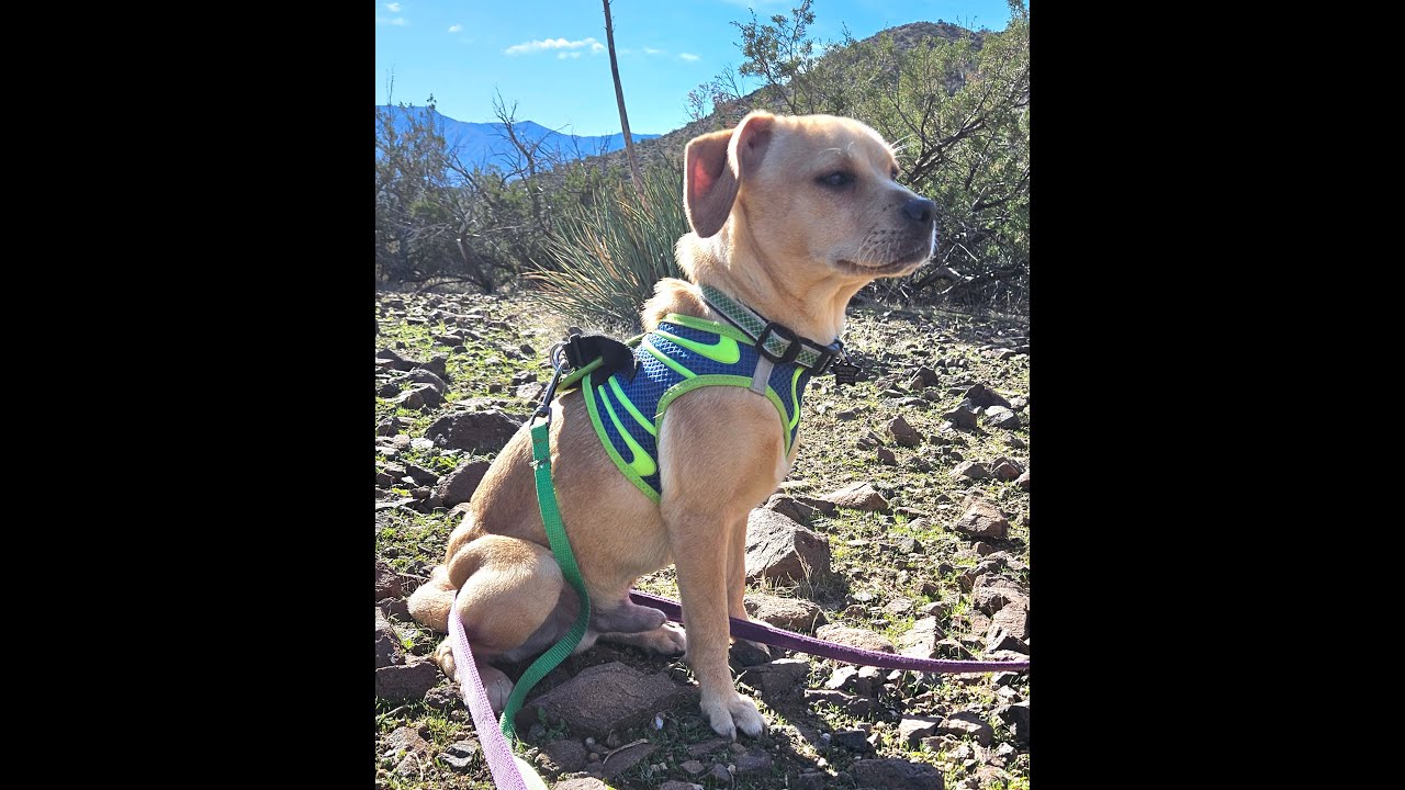 Finn - Starfield Ranch