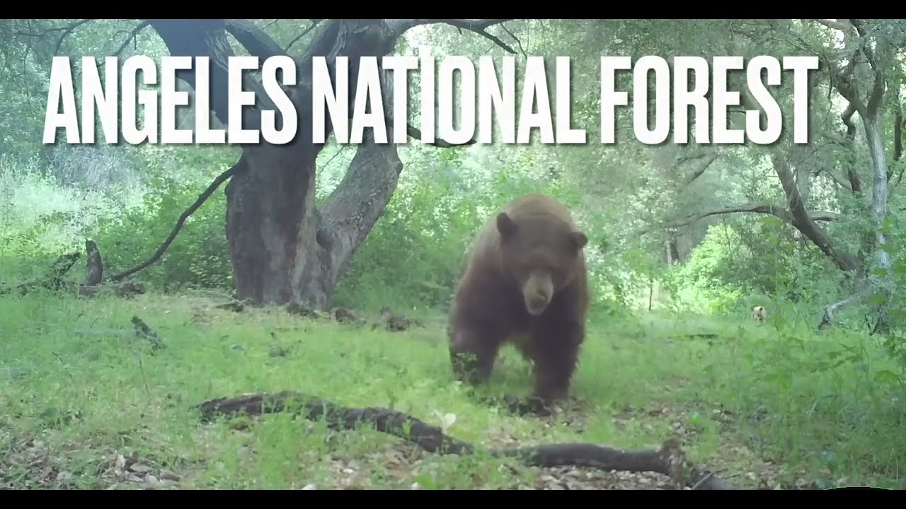 Wilford The Bear On A Date In The Angeles National Forest