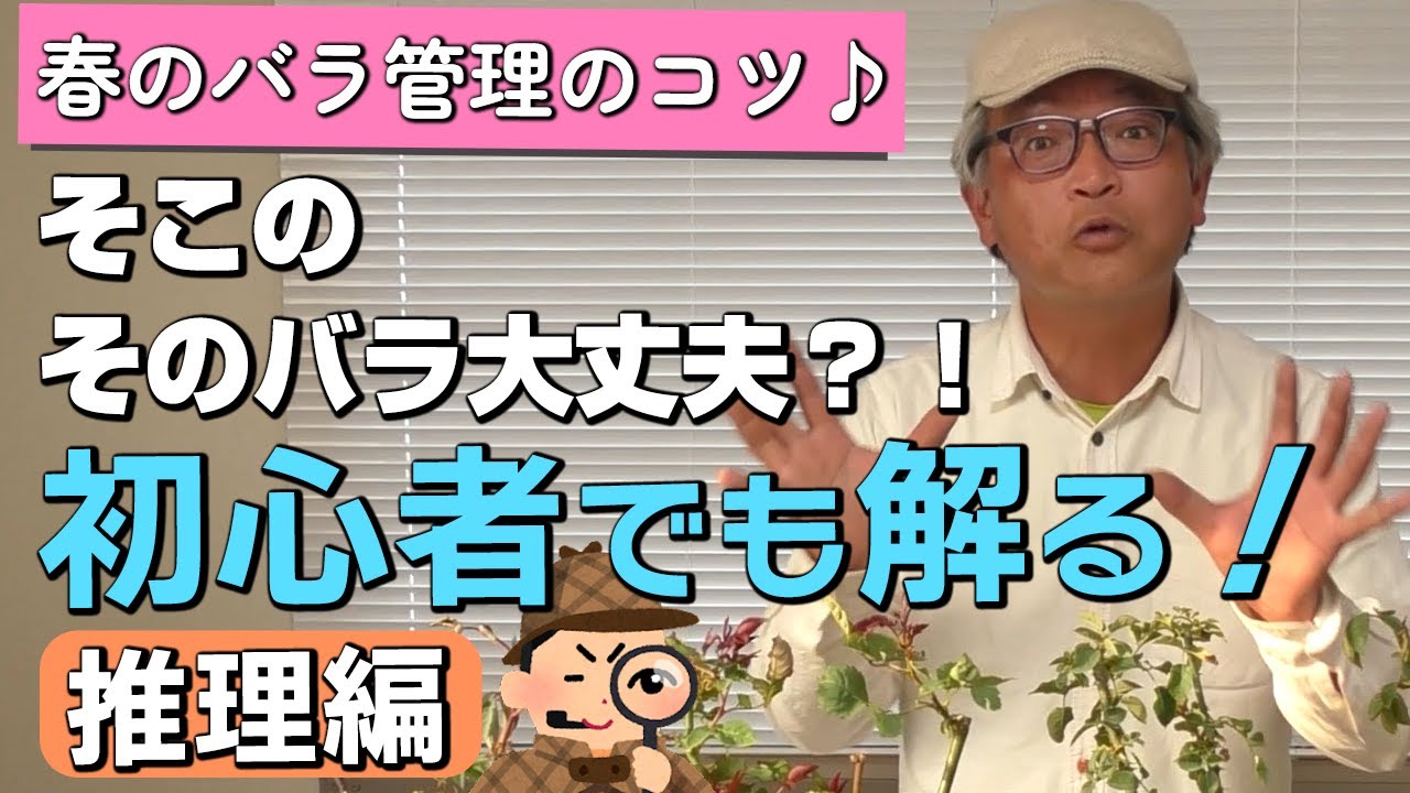 【バラの育て方】春のバラ管理のコツ♪そこのそのバラ大丈夫？！初心者でも解る！推理編（2023年4月7日）