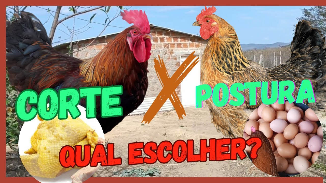 Corte ou postura ? Qual a melhor forma de ganhar dinheiro com cria&ccedil;&atilde;o de galinhas no sistema caipira