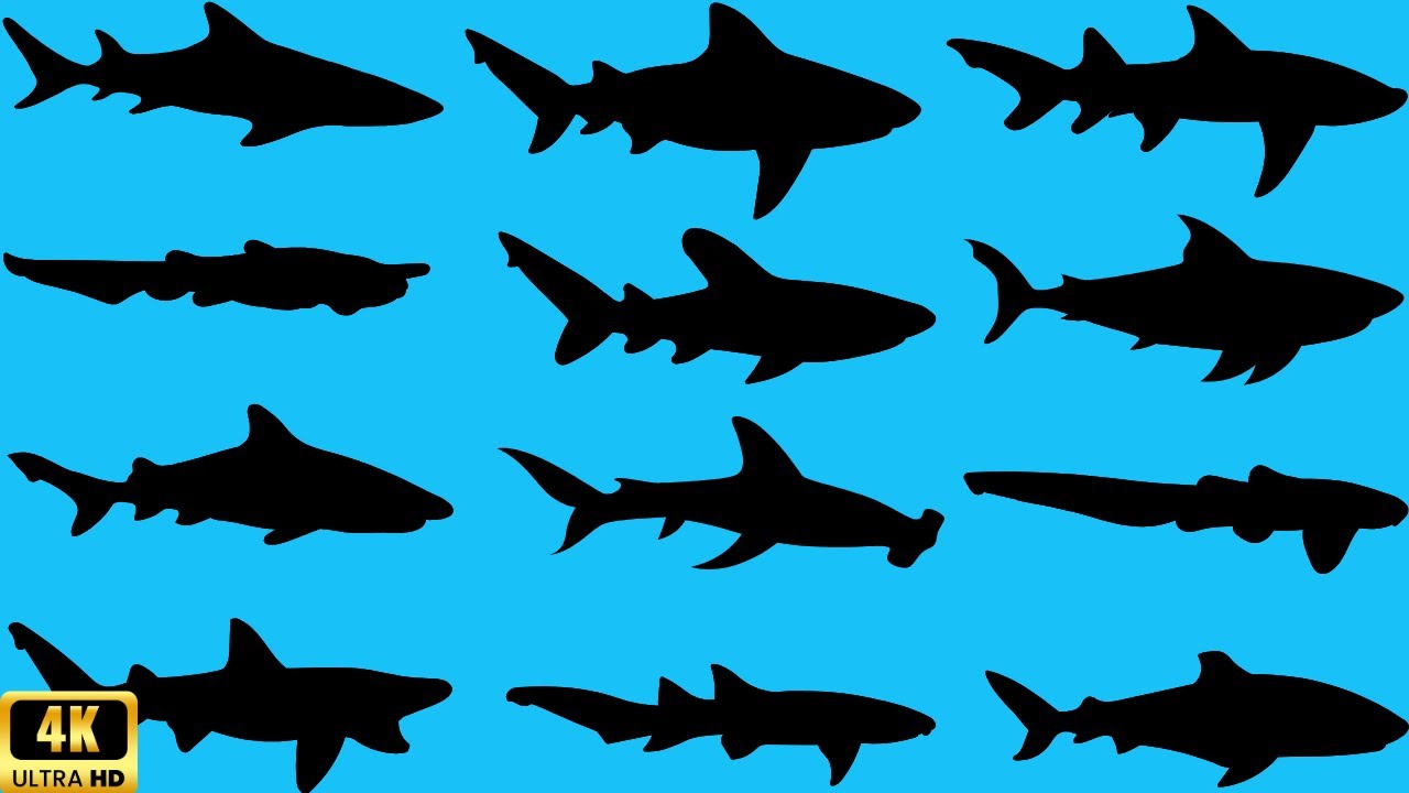 Guess the shark shadows quiz| shadow game| learning animals video for kids |Family FunTime! | Sharks