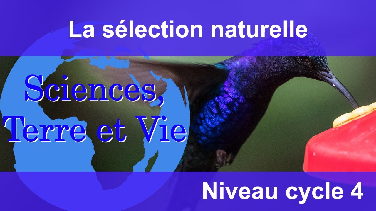 La sélection naturelle