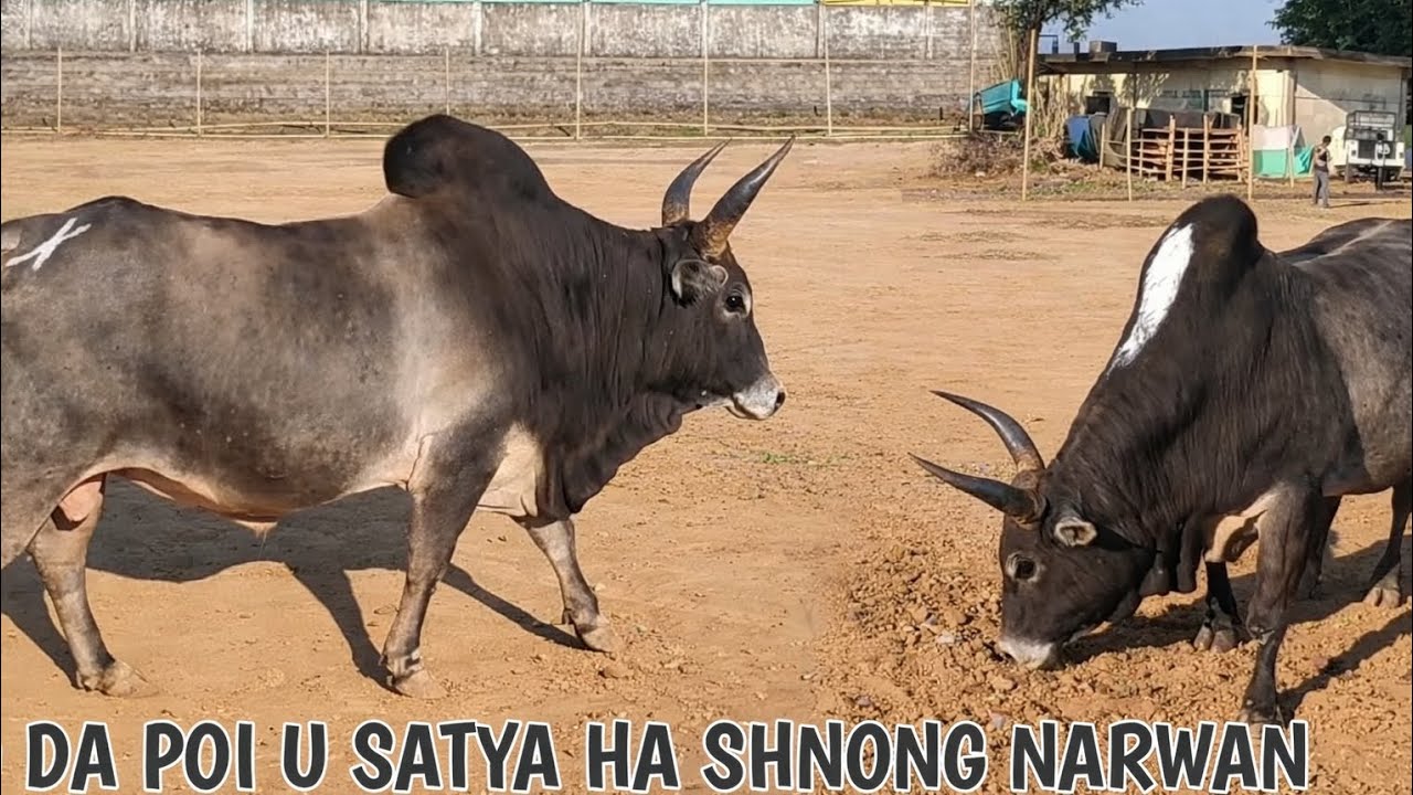 Da poi u Satya ha Shnong Narwan naka bynta ka 21tarik 