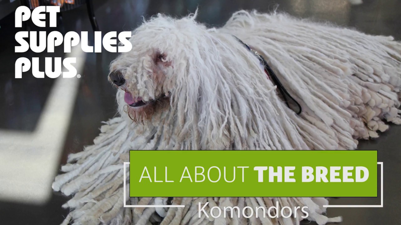 All About The Breed - Komondors