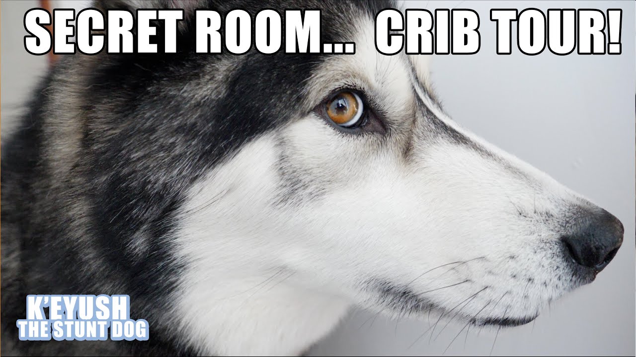 My Husky Gives A House Tour! Secret Rooms and Favourite Rooms!