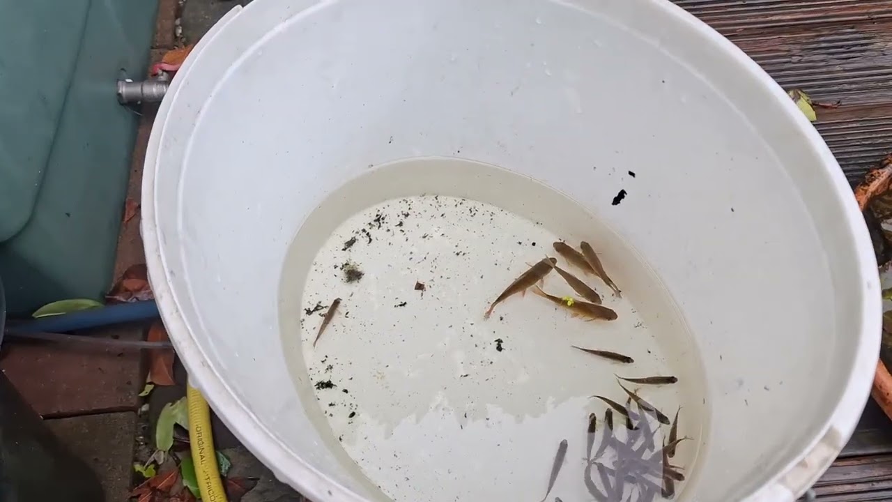 Hobby Elritzenzucht Folge 7 Jahresfazit und Änderungen