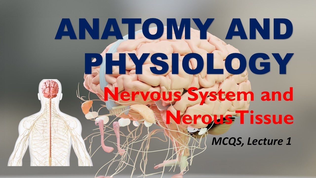 Lecture 1 MCQs | Nervous system and Nervous Tissue