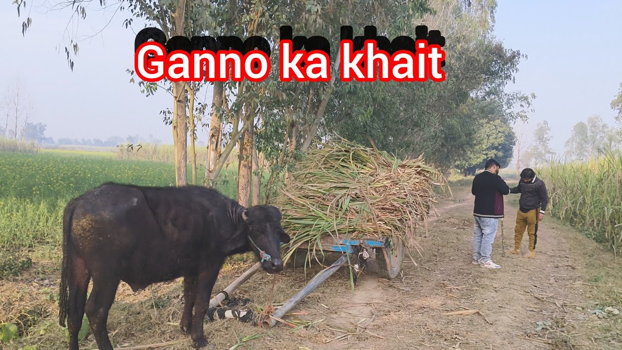 Ganno ke khait mein ganne khate hue