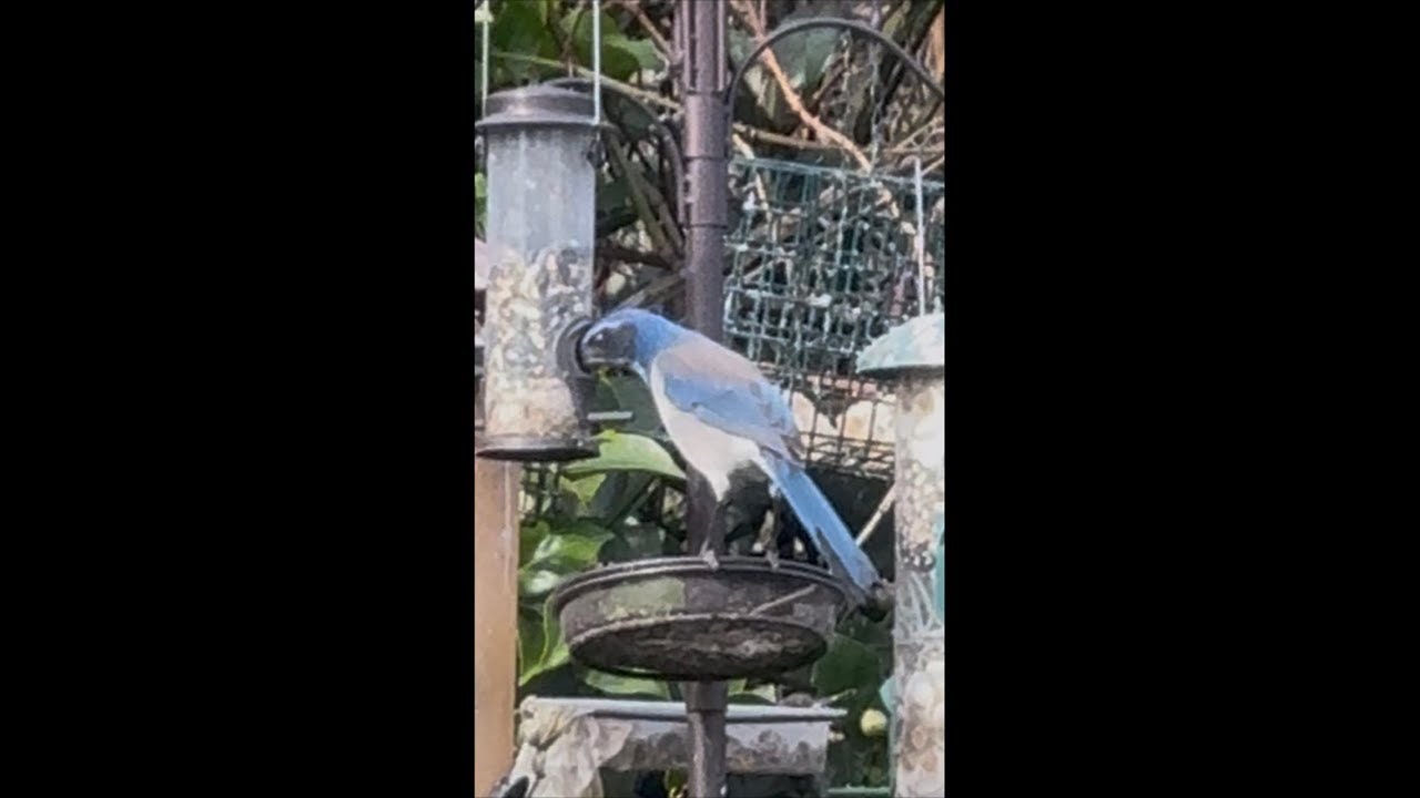 LIVE:  Backyard view of different kinds of birds on the feeder - TGIF