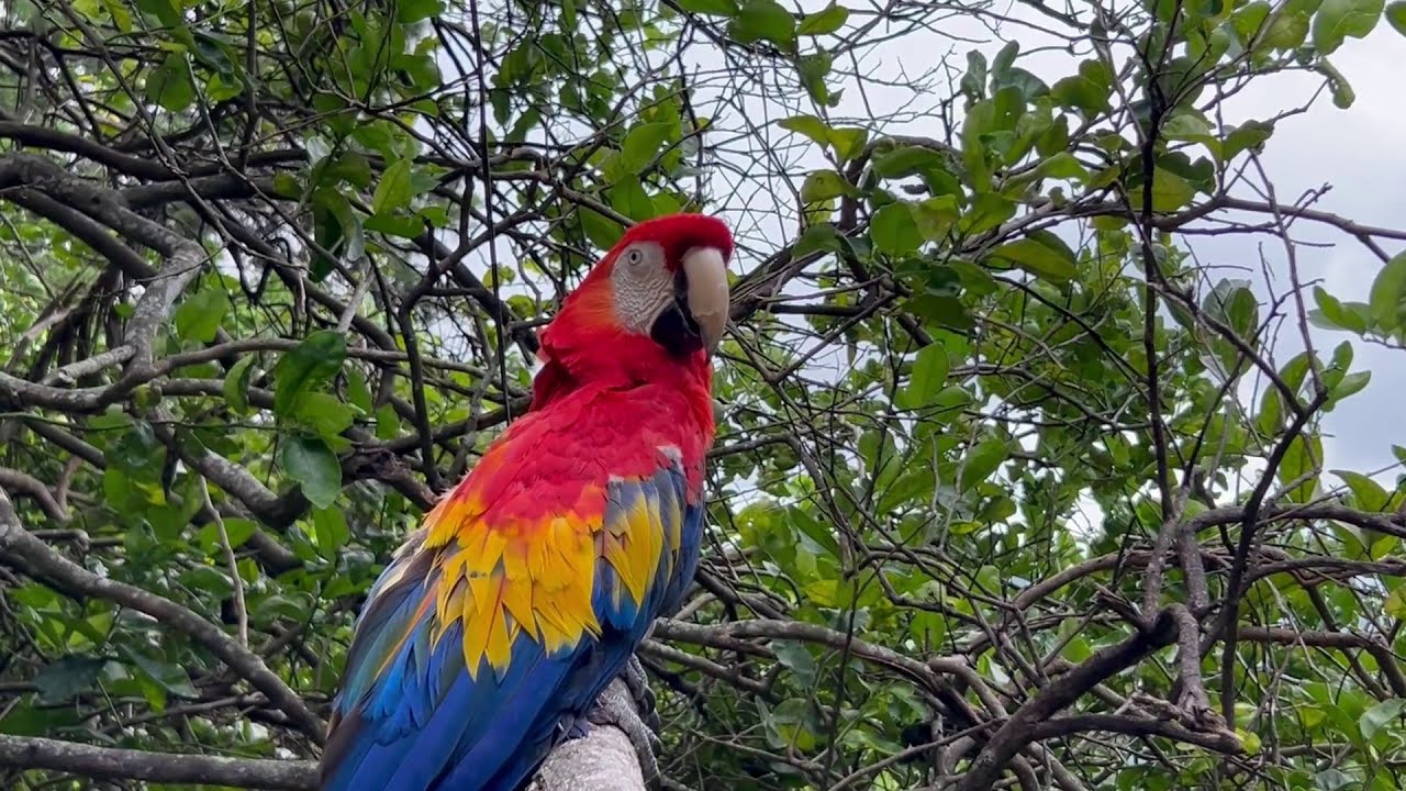 Aproaves realiza liberación de más de 50 aves
