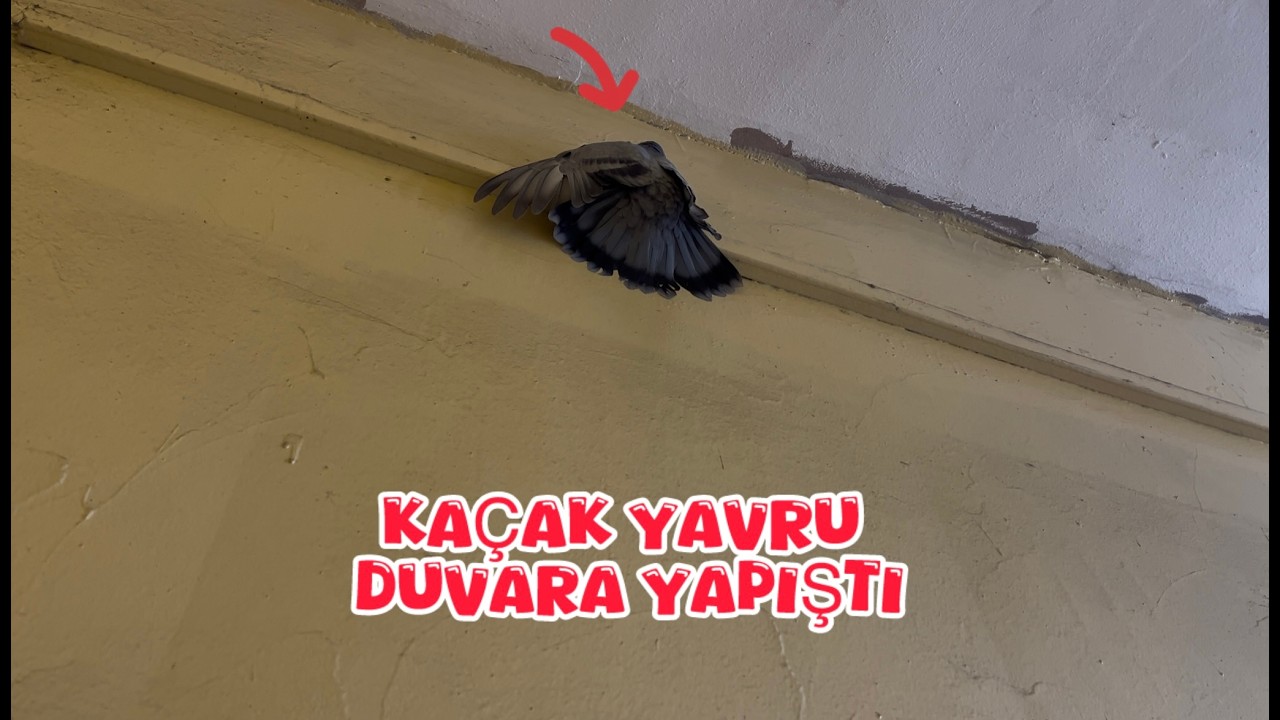 DUMANLI KAÇAK YAVRU GİTME PLANLARI YAPYOR ( BU YAVRU ÇOK CAN YAKAR )