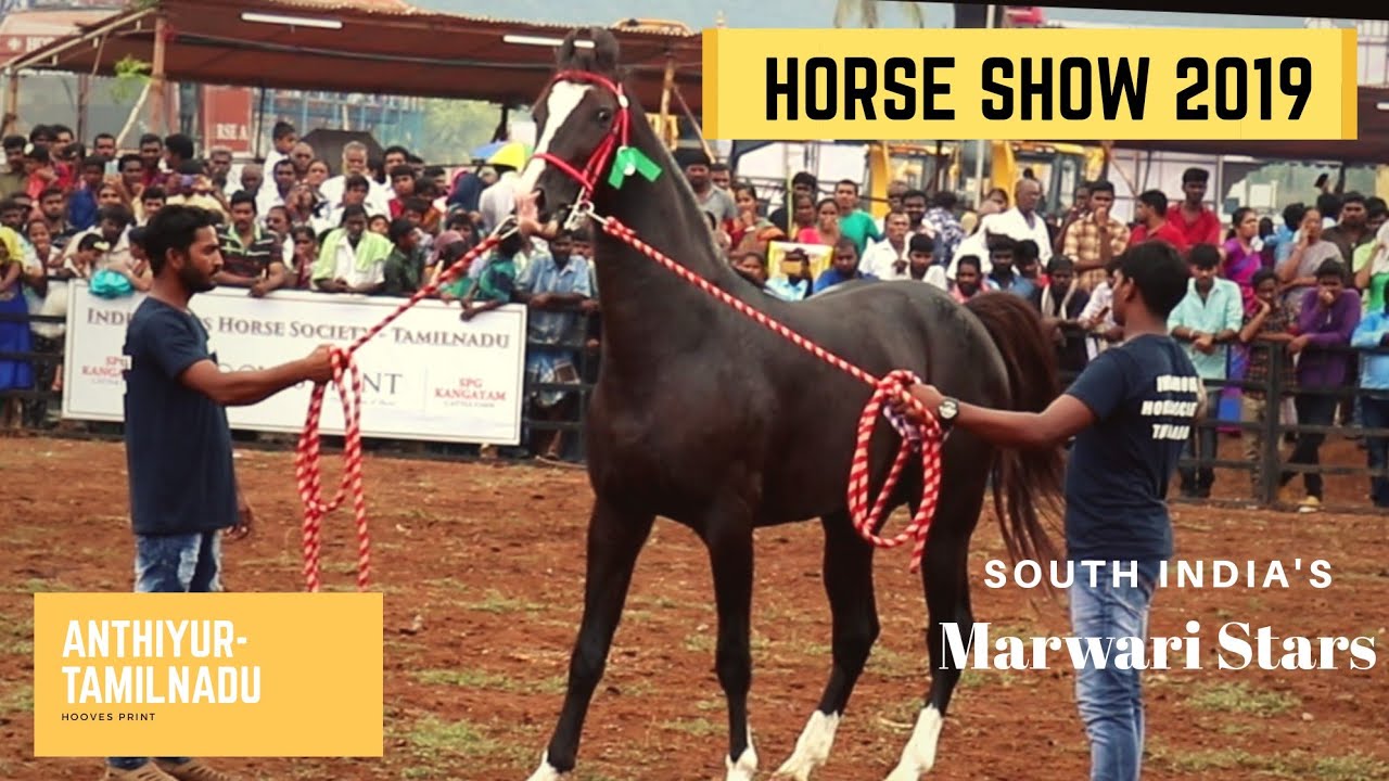 STARS of South INDIA | Horse Show 2019 at Anthiyur Horse Fair | Hooves Print |