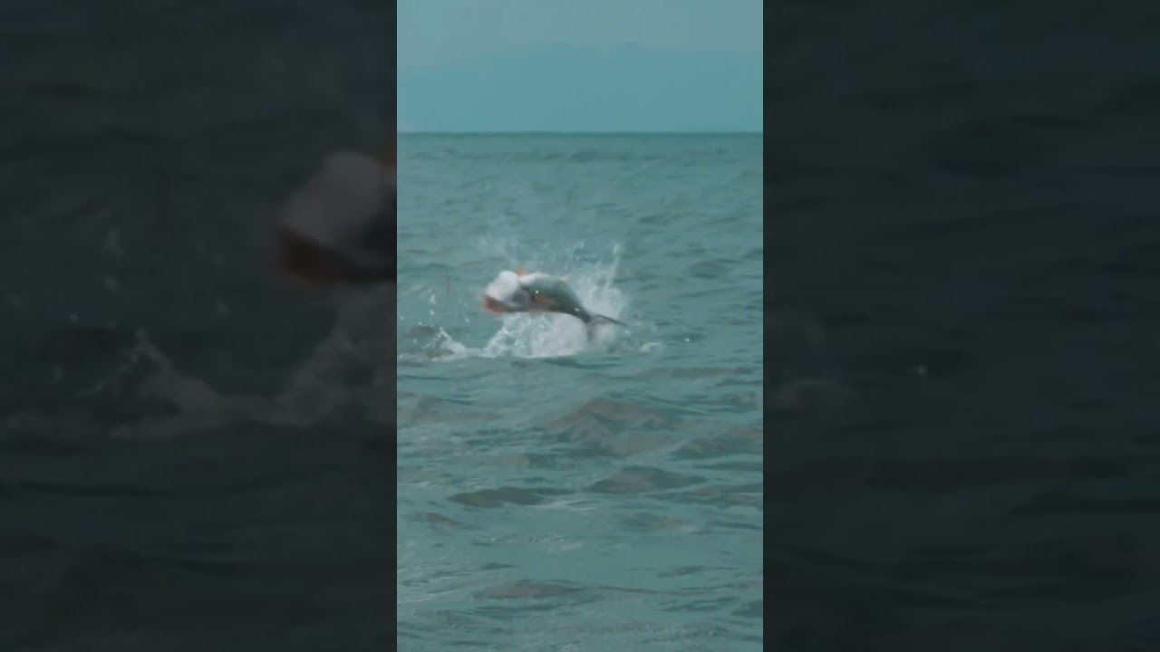 Havada takla atsada dev kofana oltaya geldi! #balıkavı #at&ccedil;ek #fishing #oltabalık&ccedil;ılığı