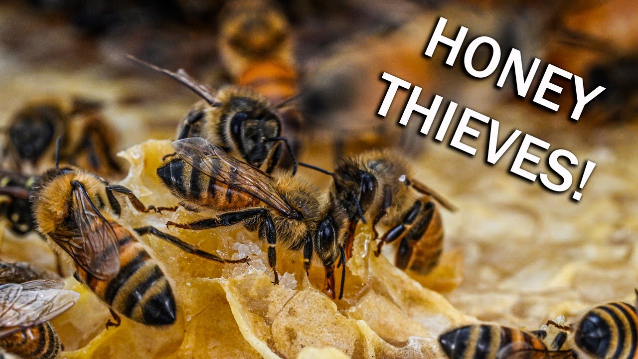 Robbing! How fast can honey bees remove honey resources? Wasps, Mimic Bees, NIKON Z MC 105mm Video.