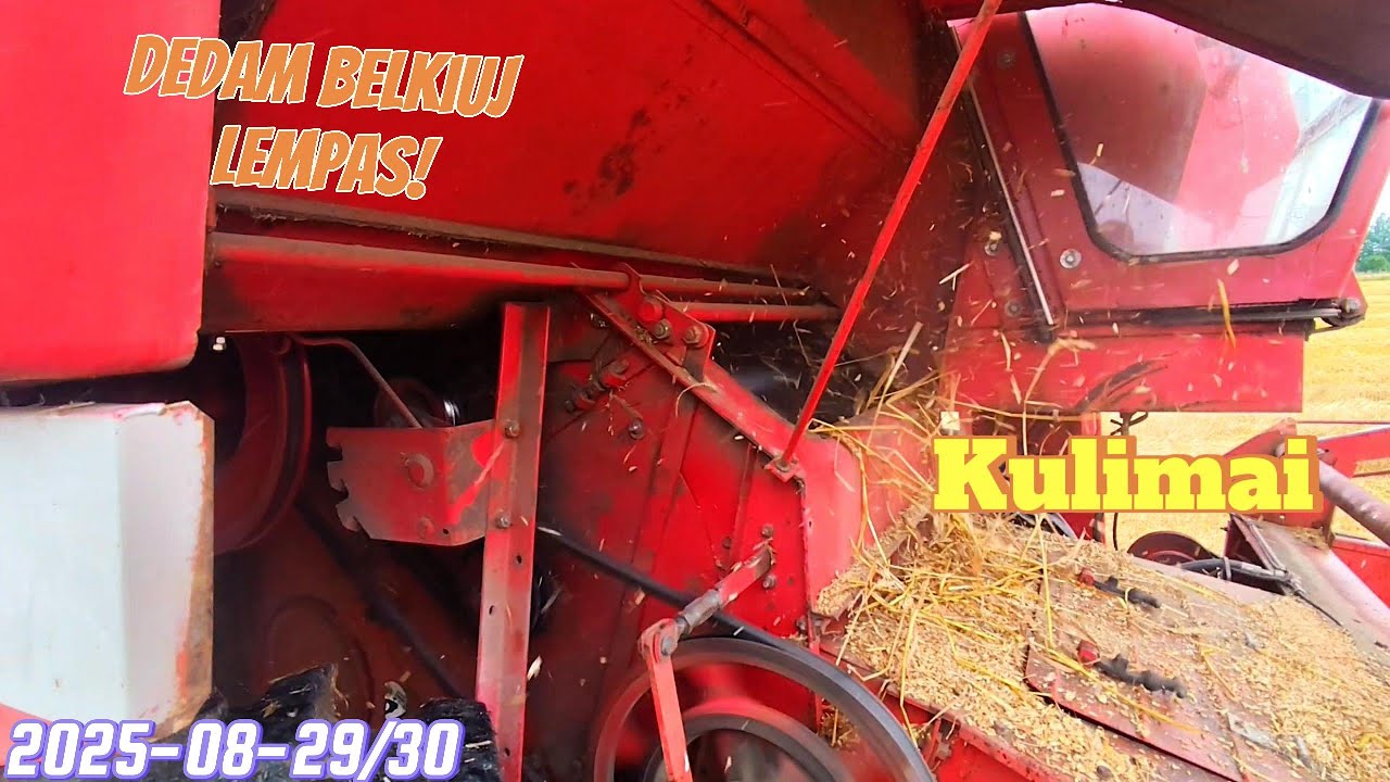 Kulimai, dedam belkiuj lempas