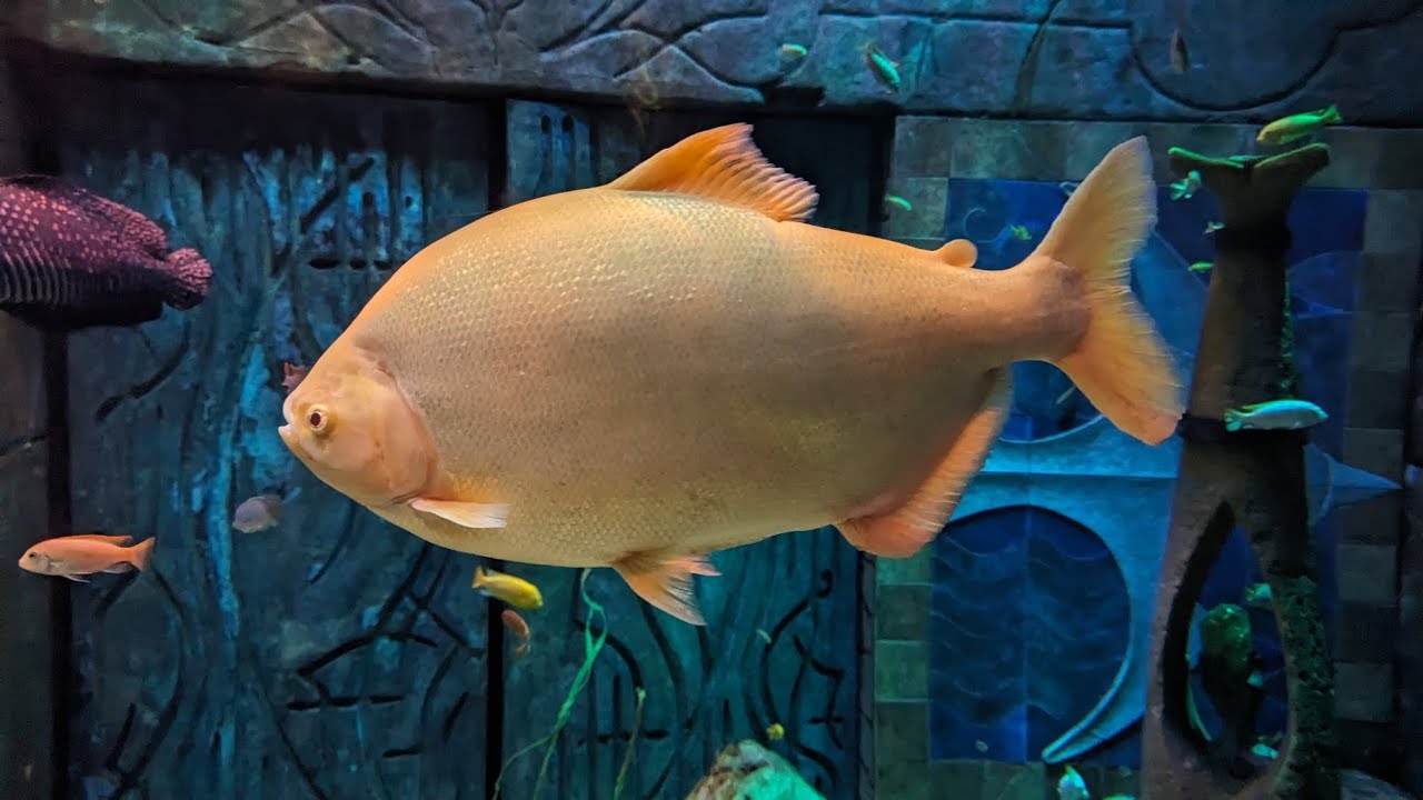 LARGEST FISH collection ever !