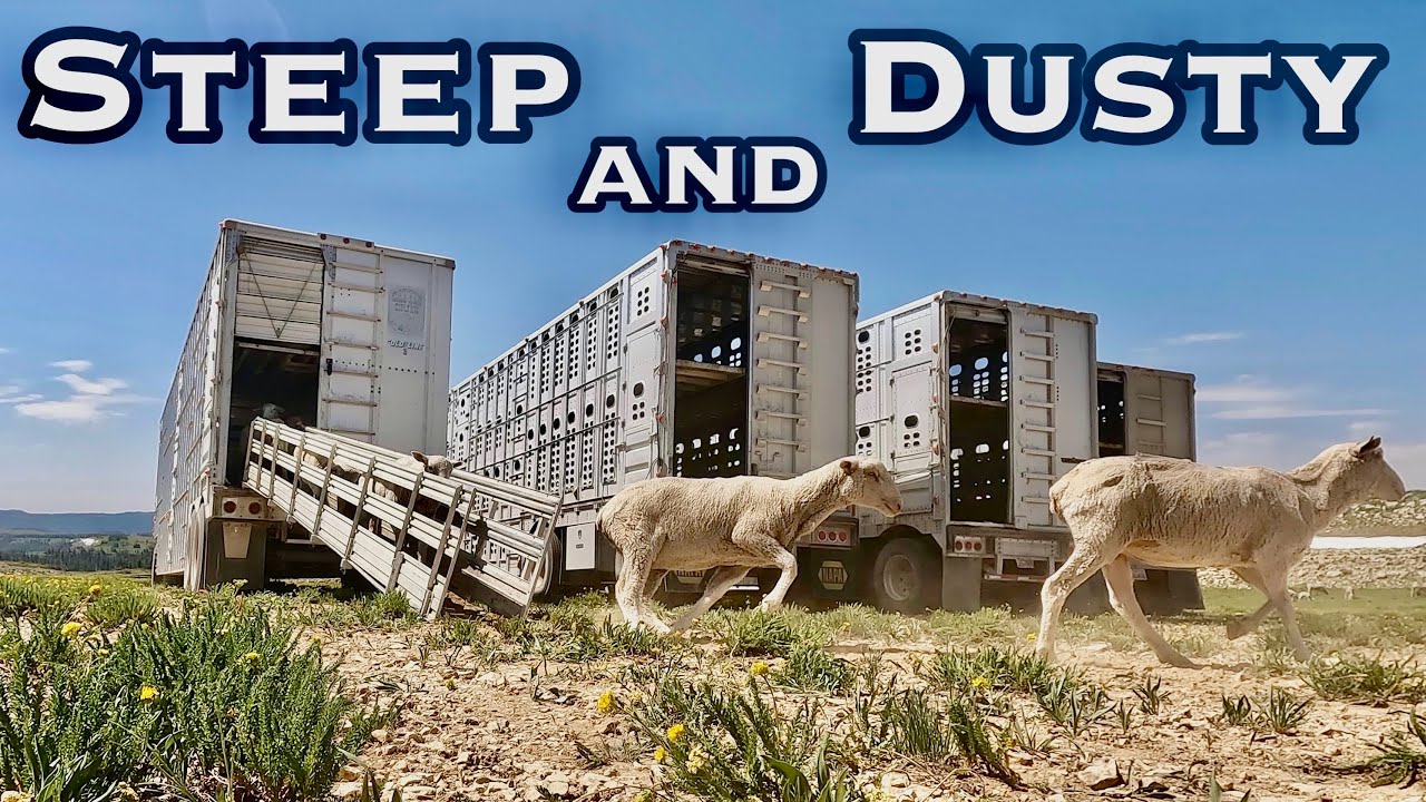Hauling Sheep Up STEEP Canyon Roads - Mountain Move 2025!