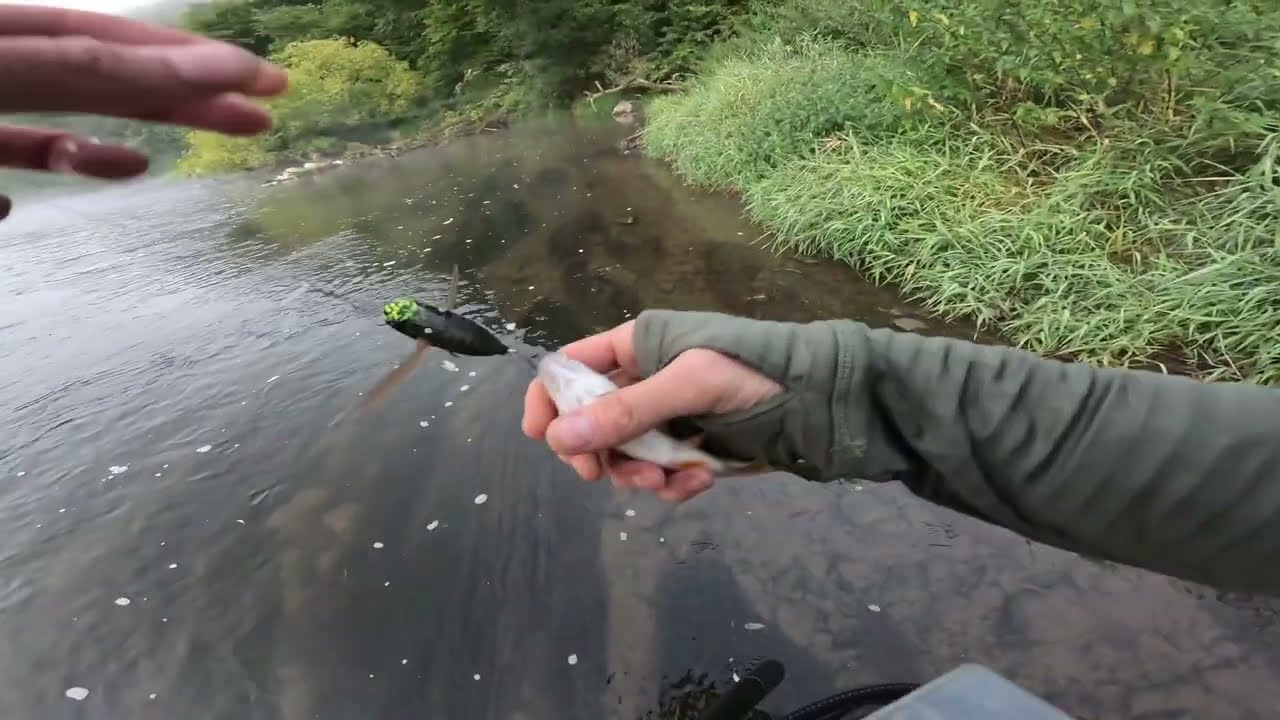 Ranní mlha nad Berounkou a ryby při chuti! 🎣