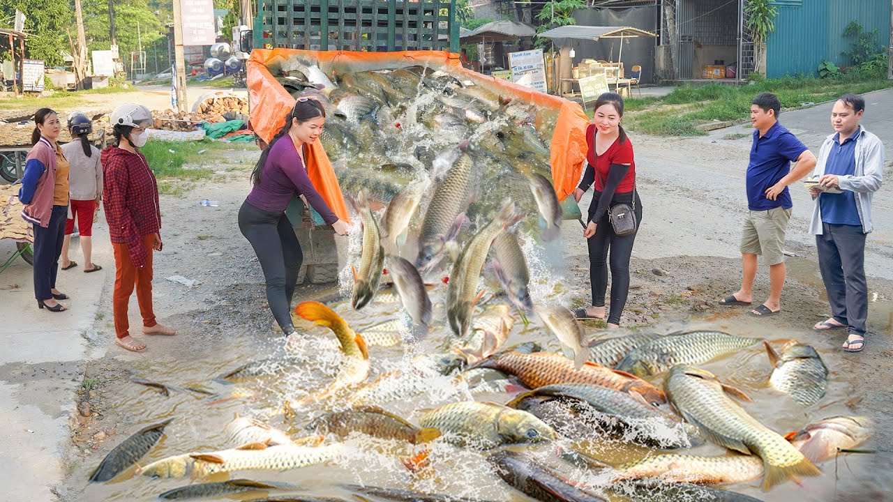 Catching A Lot Of Big Fish At Mud Pond - Use Truck To Transport Many Fish Go To Market Sell