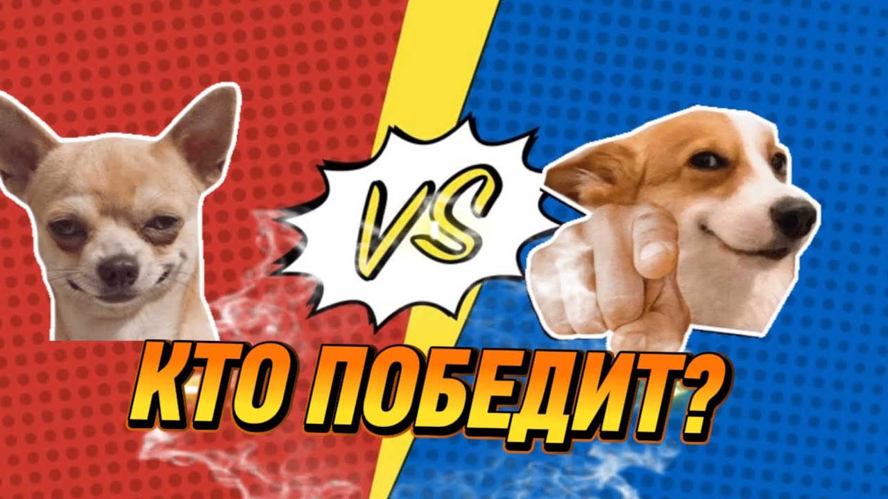 КАКОЙ МЕМ победит? ❄️💥