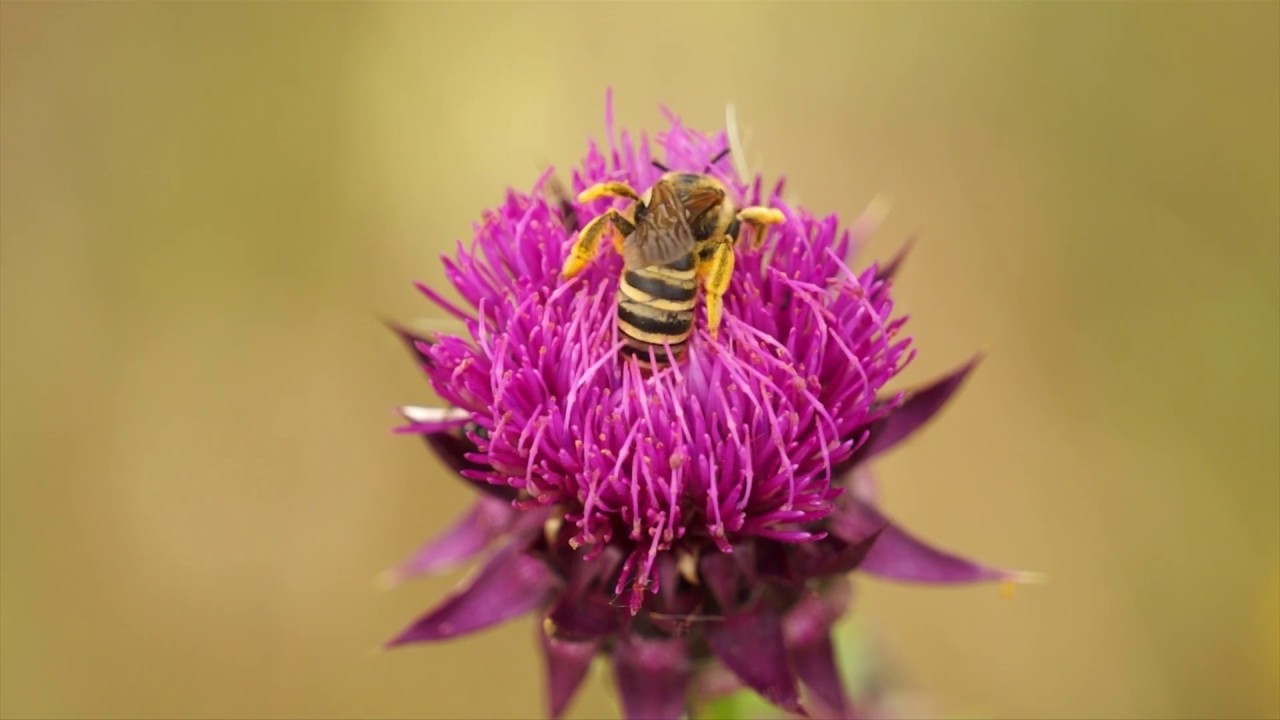 Api in giardino - l'impollinazione