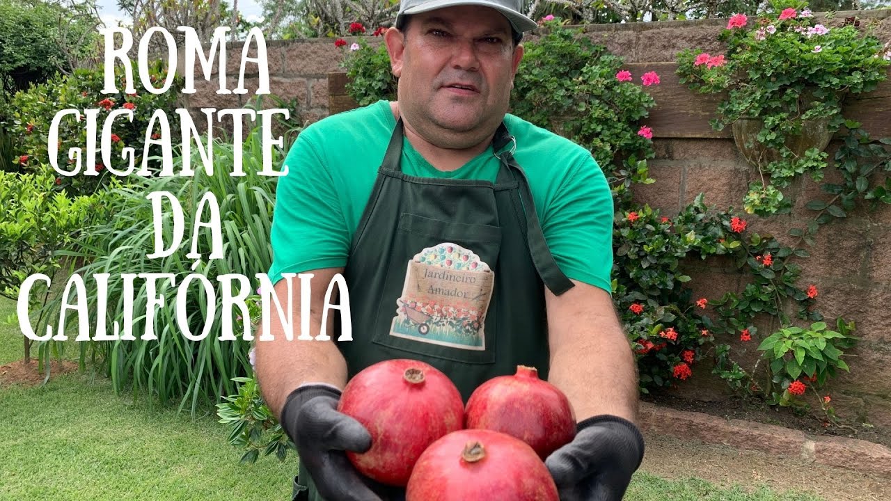 Como germinar sementes de romã gigante da Califórnia
