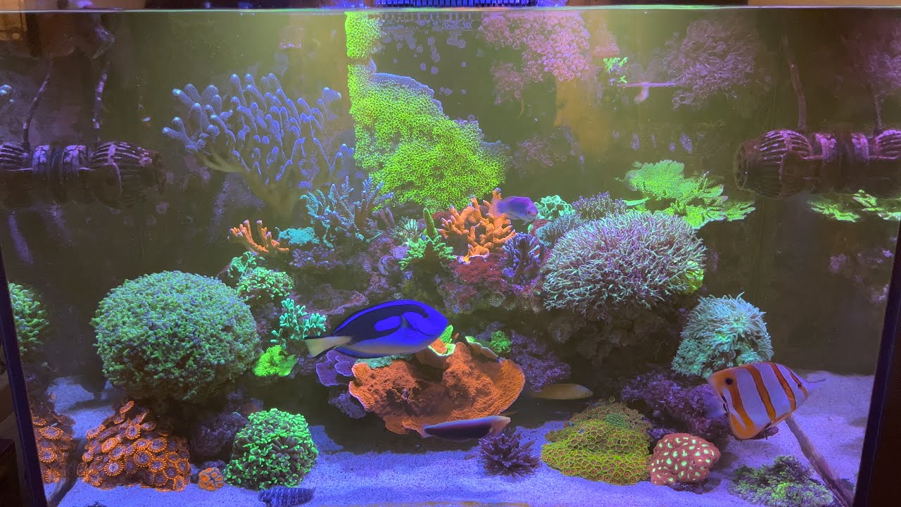 Обновление Big Reef Tank - 19 месяцев.