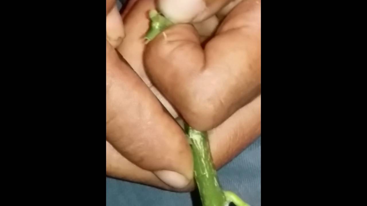 Greffon arbre fruitier