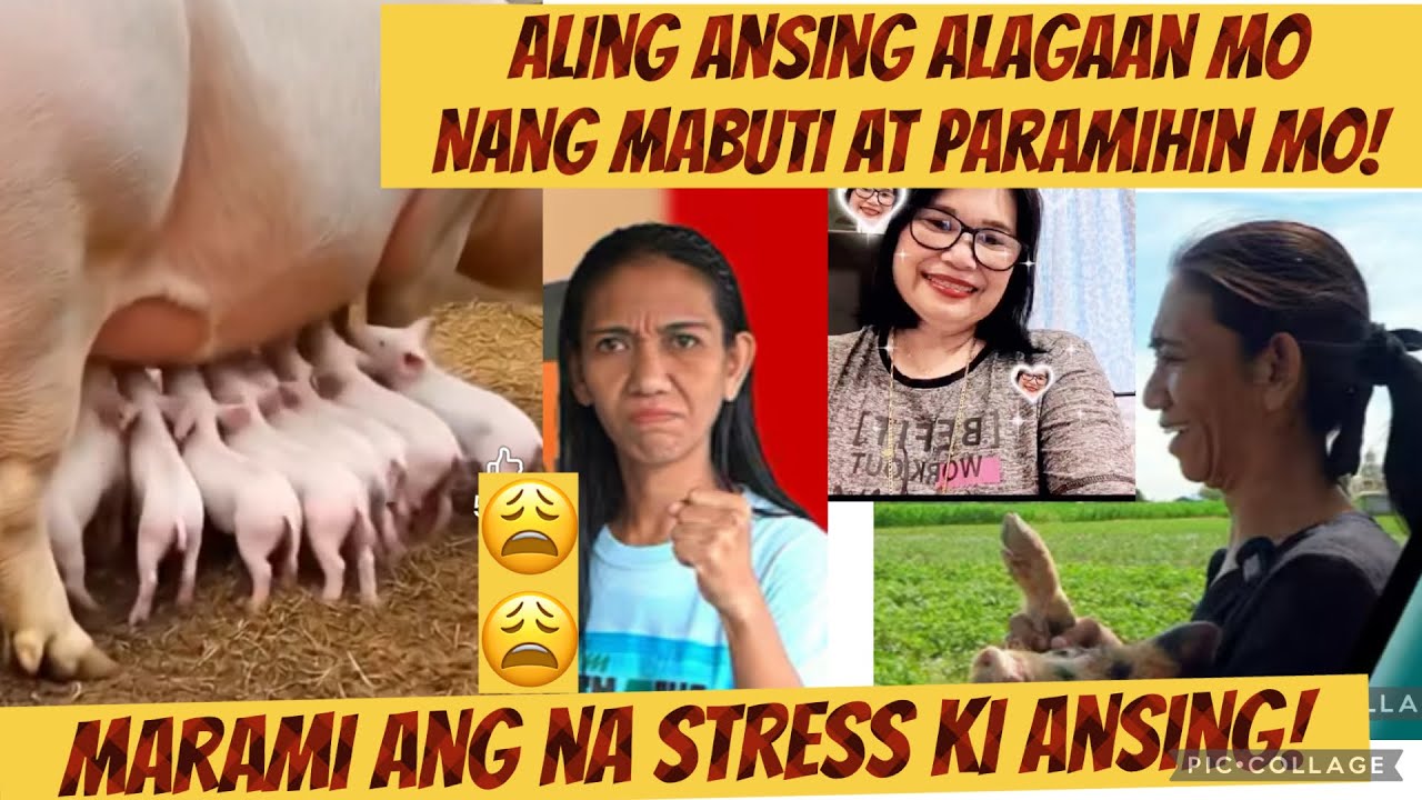 Alagaan mo nlang aling Ansing paramihin mo para mawala ang inis ng mga viewers#daddyfrankie 