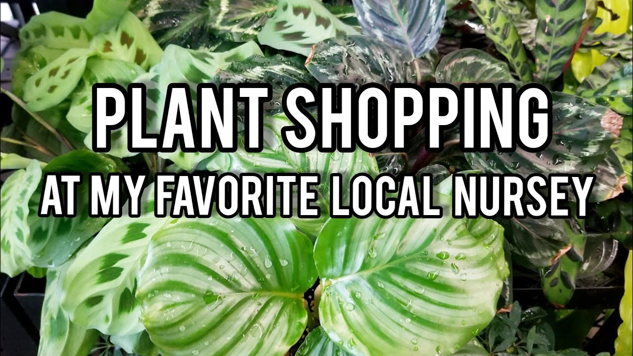 PLANT SHOPPING & NURSERY TOUR | My Favorite Local Garden Center!!